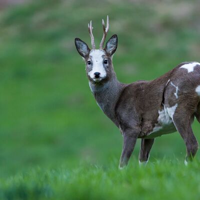 10. Platz: Johannes Wasserman - Teilallbino-Rehbock