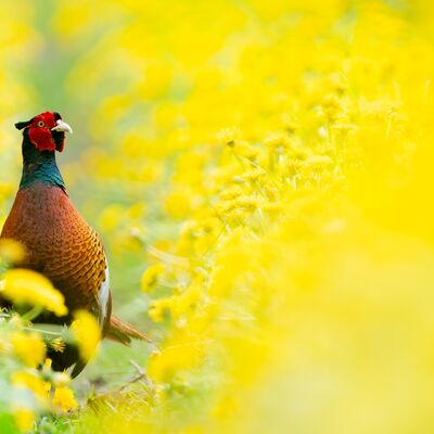 6. Platz: Peter Pliger - Fasan im Löwenzahn