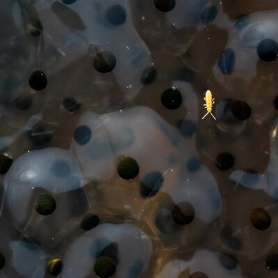 8. Platz: Peter Pliger - Springschwanz