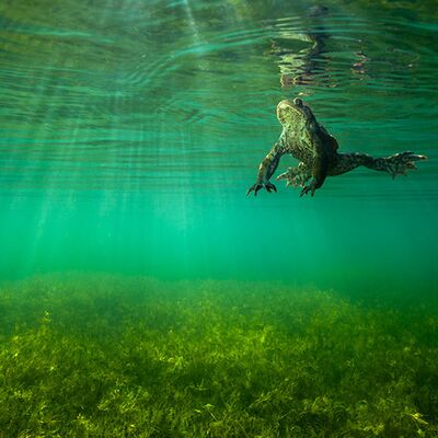 1. Platz: Manuel Plaickner - Erdkröte
