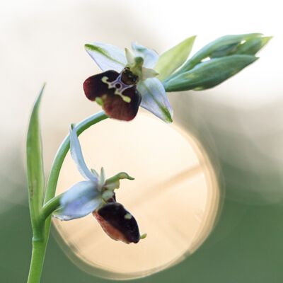 3. Platz: Helmut Elzenbaumer - Hummelragwurz