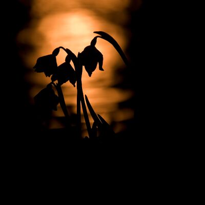 2. Platz: Valter Pallaoro - Nella luce