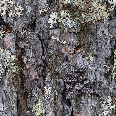 9. Platz: Elke Lessnig - Motte