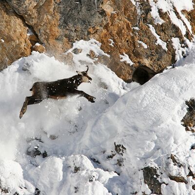 8. Platz: Erlacher Paolo - Gams