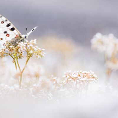 3. Platz: Manuel Plaickner - Apollofalter