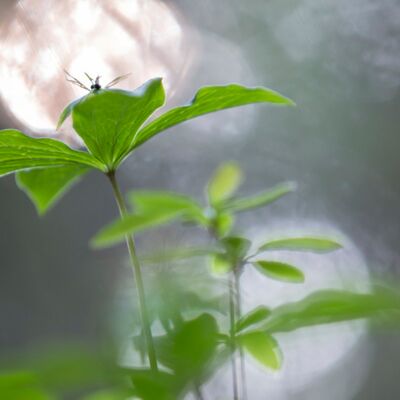 7. Platz: Hubert_Hilscher - Einbeere