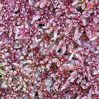 8. Platz: Silvan Lamprecht - Eingefroren