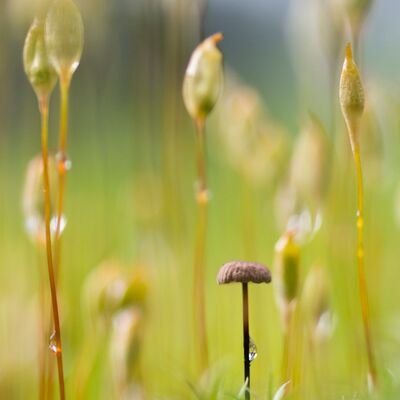 8. Platz: Walter Oberlechner - Pilz im Mooswald