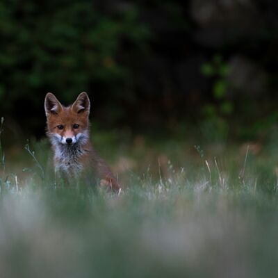 8. Platz: Peter Pliger - Jungfuchs