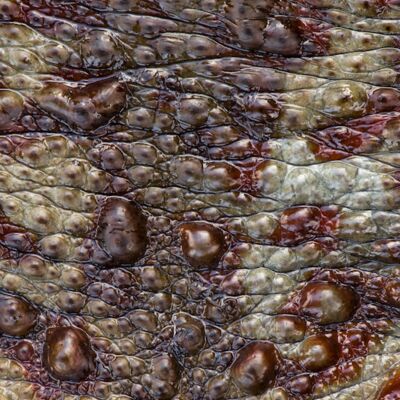 8. Platz: Stefano Baglioni - Terre umide