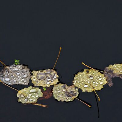 9. Platz: Roberto Siniscalchi - Autunno