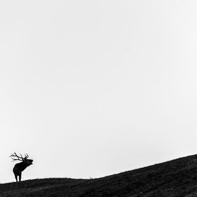 1. Platz: Stefano Baglioni - Il bramitante