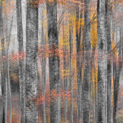 4. Platz: FreddySottara - Herbstfarben