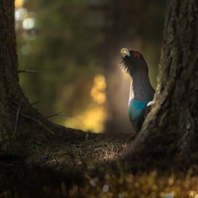 5. Platz: Konrad Bachmann - Auerhahn im Morgenlicht