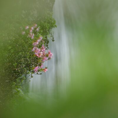 7. Platz: Reinhard Arnold - Zwergalpenrose am Wasserfall