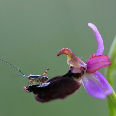 7. Platz: Helmut Elzenbaumer - Heuschrecke