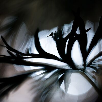 8. Platz: Matthias Gritsch - Spinne