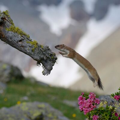 3. Platz: Valter Pallaoro - Mai fermo