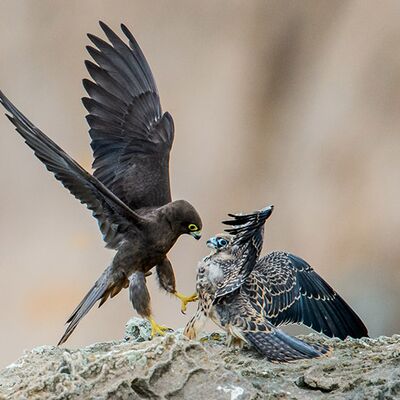 7. Platz: Maurizio Barchi - Vola figlio mio!