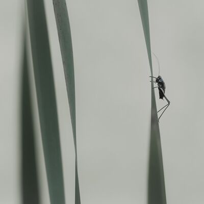 10. Platz: Reinhard Arnold - Auf dem Sprung