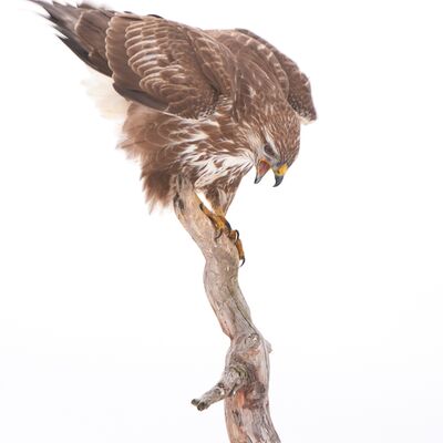 3. Platz: Gerhard Tauber - Maeusebussard