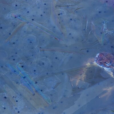 5. Platz: Sepp Hackhofer - Grasfrosch