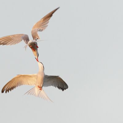 5. Platz: Stefano Baglioni - Sterne comuni