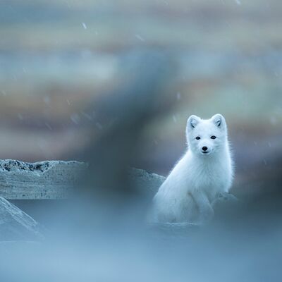 6. Platz: Bruno De Lorenzo - Schneeflocke