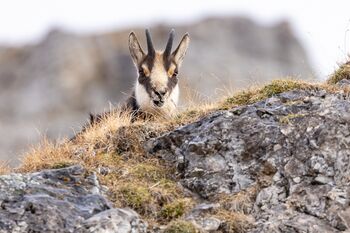 Gamsjahrling (Rupicapra rupicapra) / Camoscio