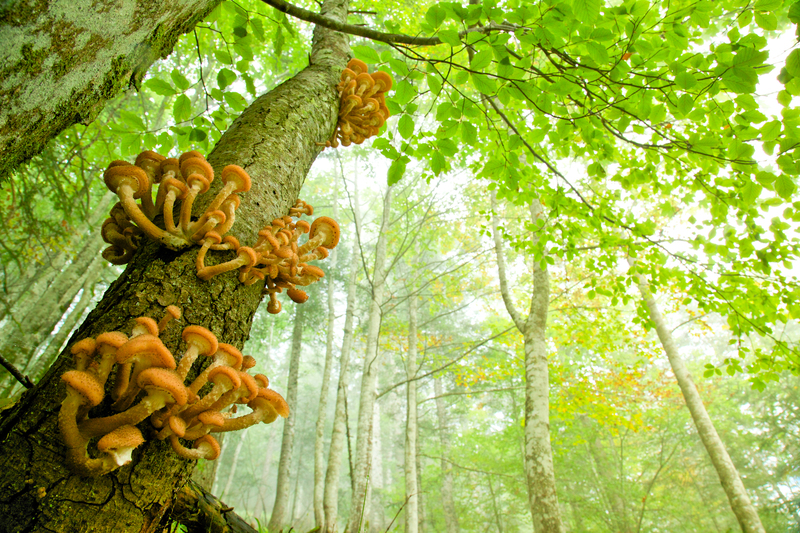 © Roland Platzgummer – Pilze