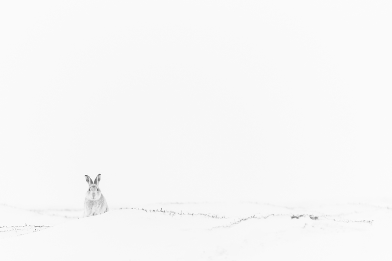 © Gerd Tauber – Schneehase