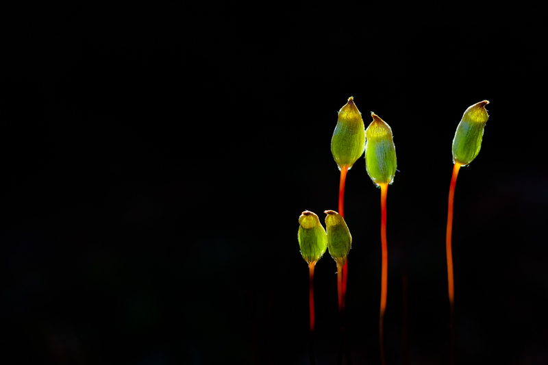 © Georg Kantioler – Moossporenkapseln