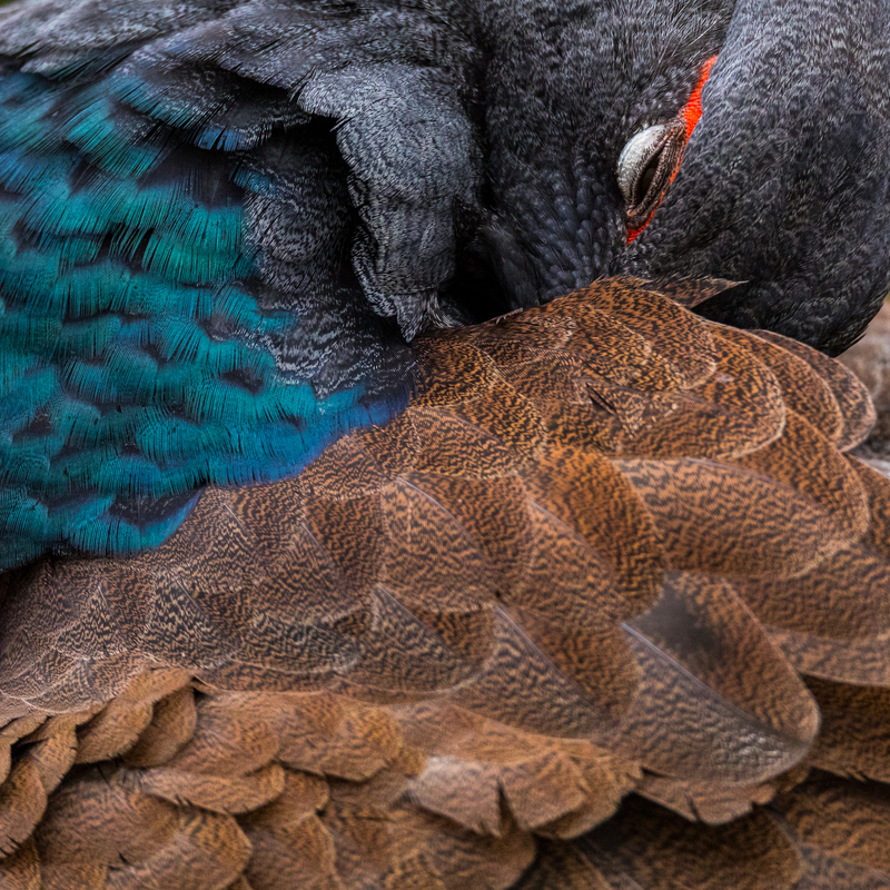 © Manuel Plaickner – Gefiederpflege