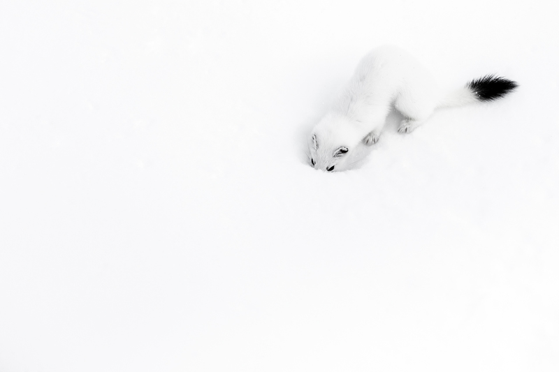 © Georg Kantioler – Hermelin