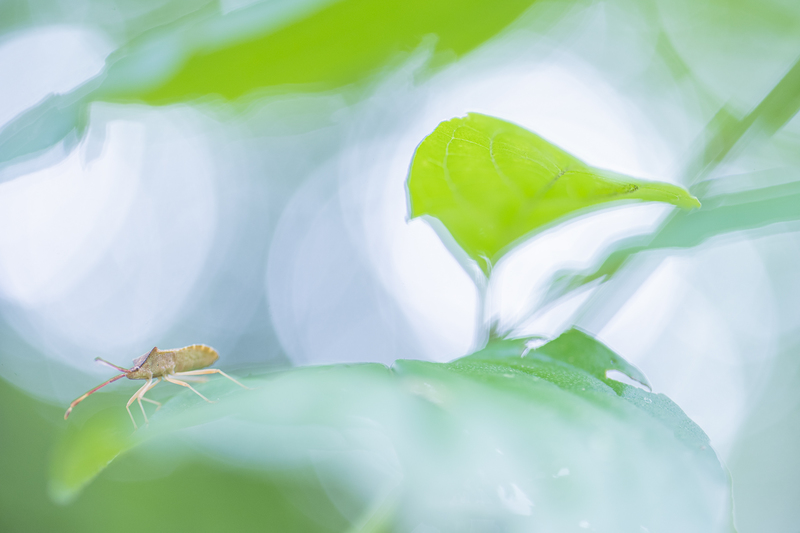 © Gerd Tauber – Wanze