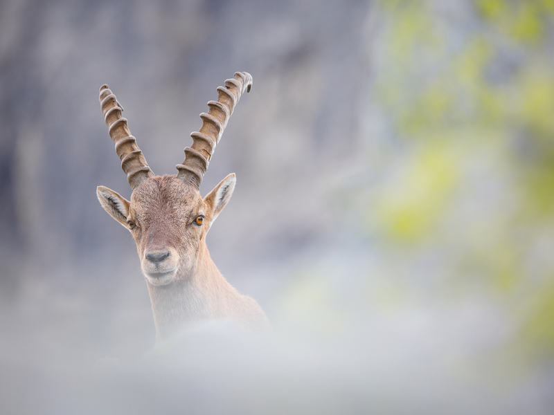 © Silvan Lamprecht – Steinbock