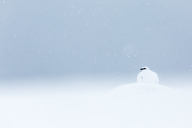 © Silvan Lamprecht – Im Schneegestöber