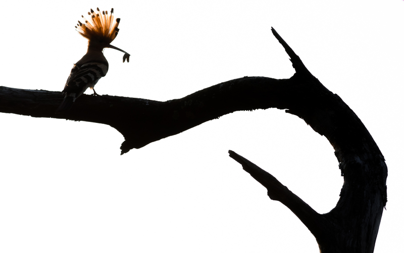 © Georg Kantioler – Wiedehopf