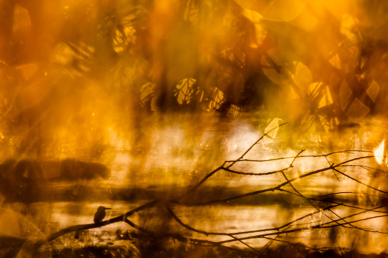 © Lukas Schäfer – Zauberhafte Begegnung