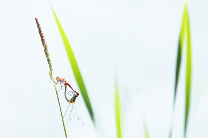 © Ulrike Ploner – Libellen Paarungsrad