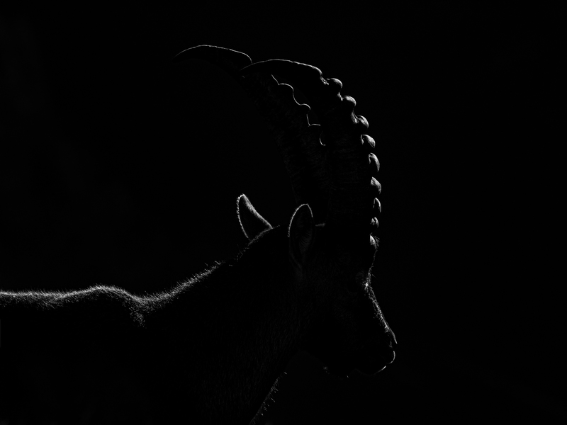 © Günther Plaickner – Steinbock