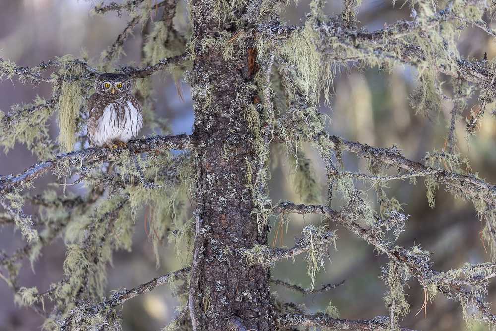 © Wolfgang Obkircher – Sperlingskauz