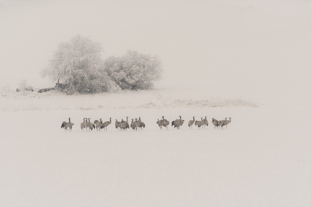 © Reinhard Arnold – Kraniche - 'Den Durchzug zu früh geplant'