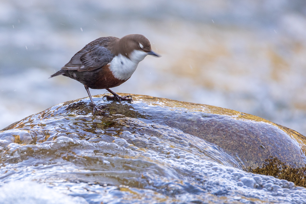 © Sepp Hackhofer – Wasseramsel